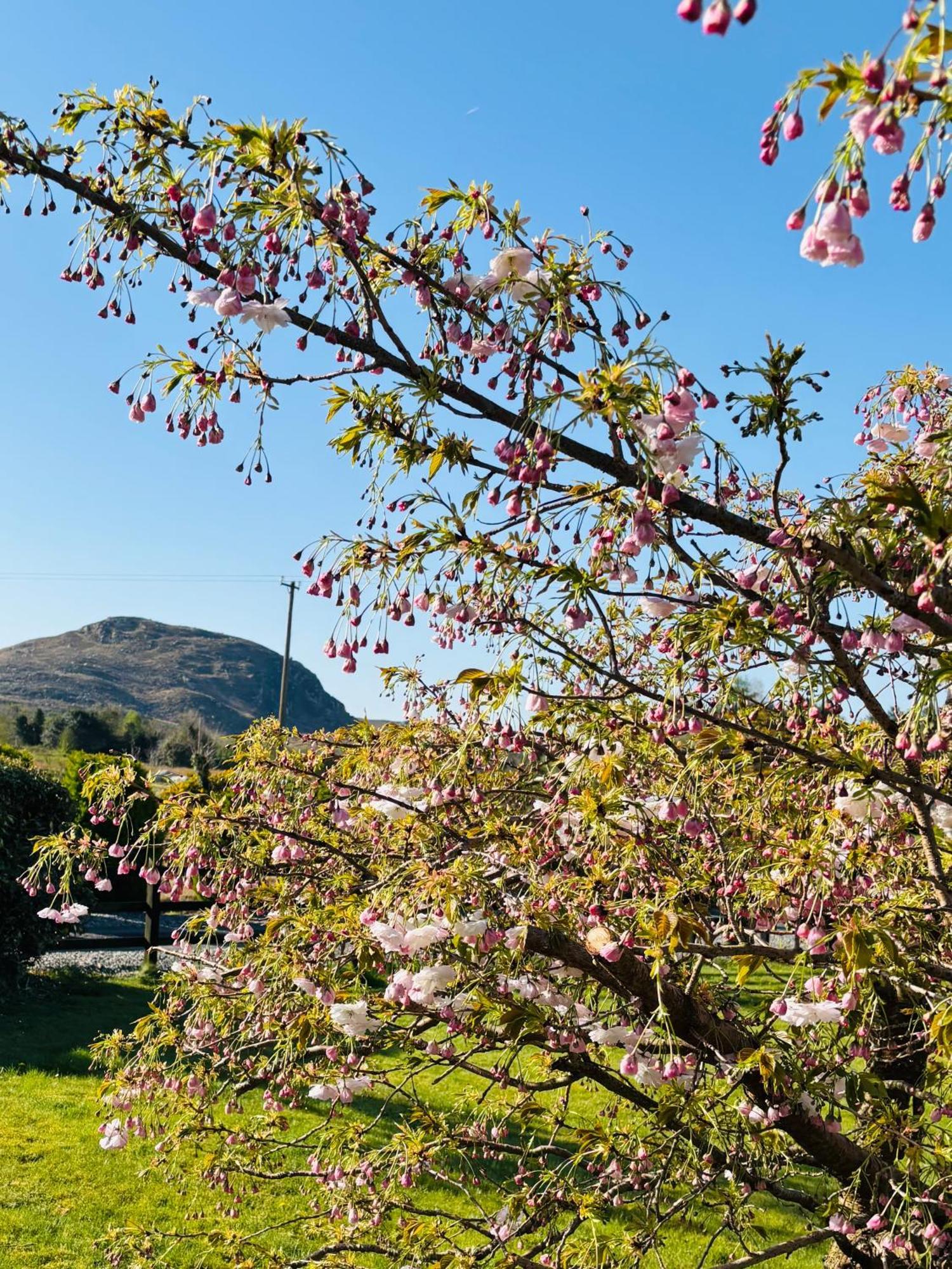 Hillcrest Farmhouse Bed & Breakfast Boyhollagh Dış mekan fotoğraf